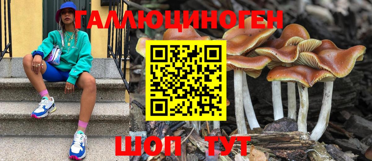 Псилоцибиновые грибы Psilocybine cubensis Городец